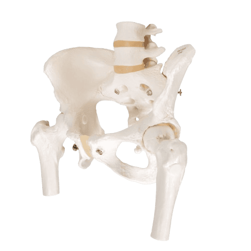 img-pelvis-femenina-bib